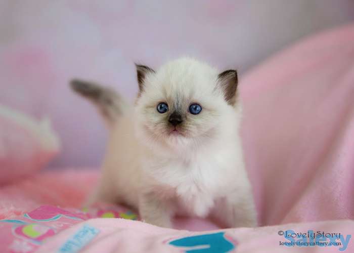 Великолепные котята породы Рэгдолл, фотография 4