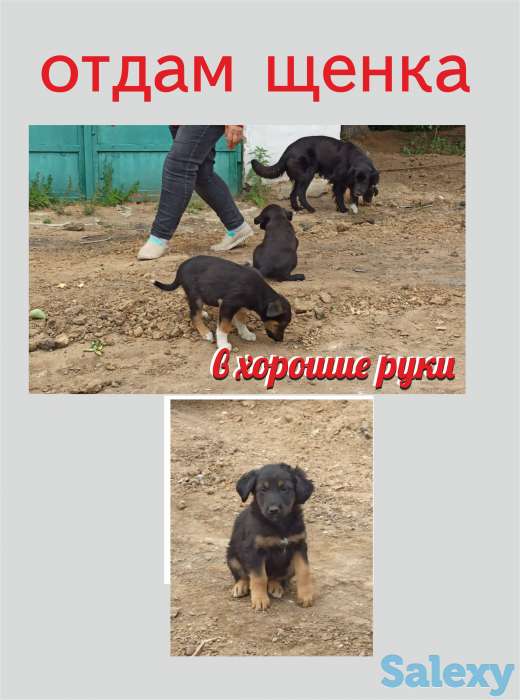 Щенок в хорошие руки, фотография 1