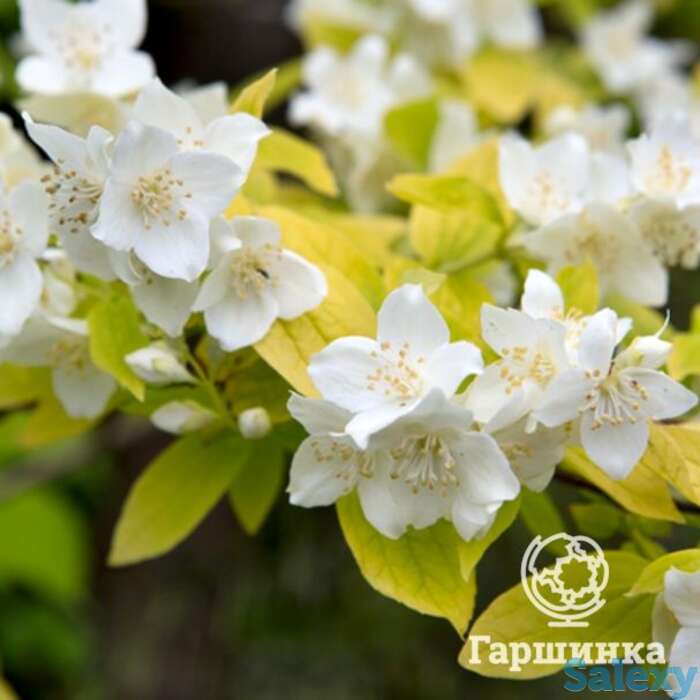 Чубушник ауреус, фотография 1