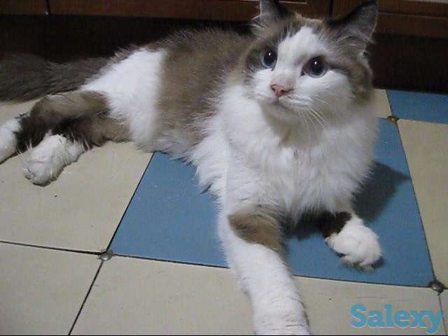 Кот породы Рэгдоллы, фотография 1