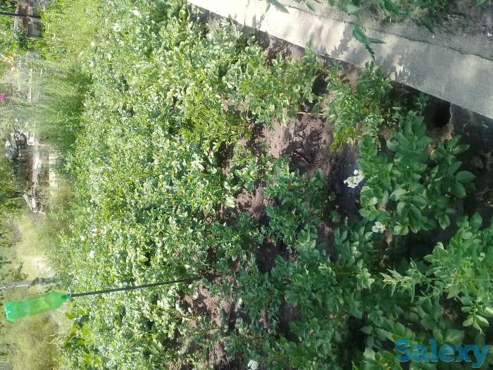 Продам дачу, Меновное, фотография 4