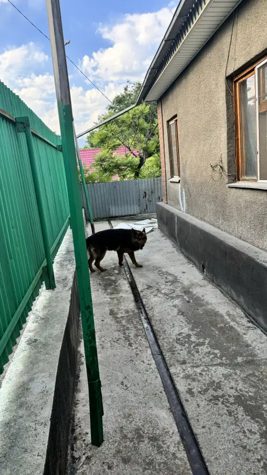 Отдам собаку, фотография 2