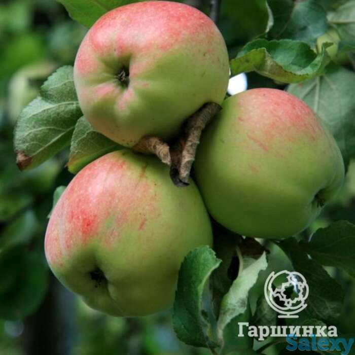 Яблоня антоновка десертная, фотография 1