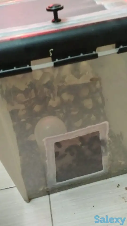 продам колонии тараканов двух видов, фотография 3