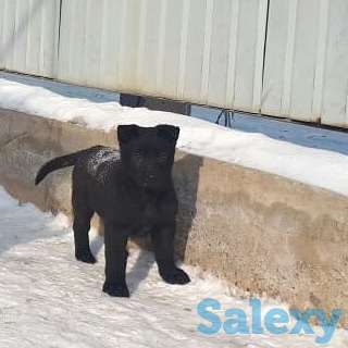 Срочна продам щенков ВЕО, фотография 3