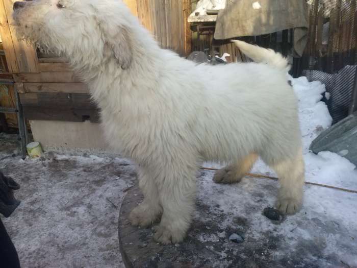 Продам щенков южнорусской овчарки, фотография 1