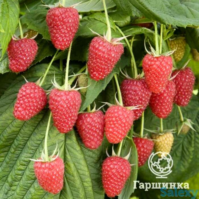 Малина ремонтантная Малиновая гряда, фотография 1