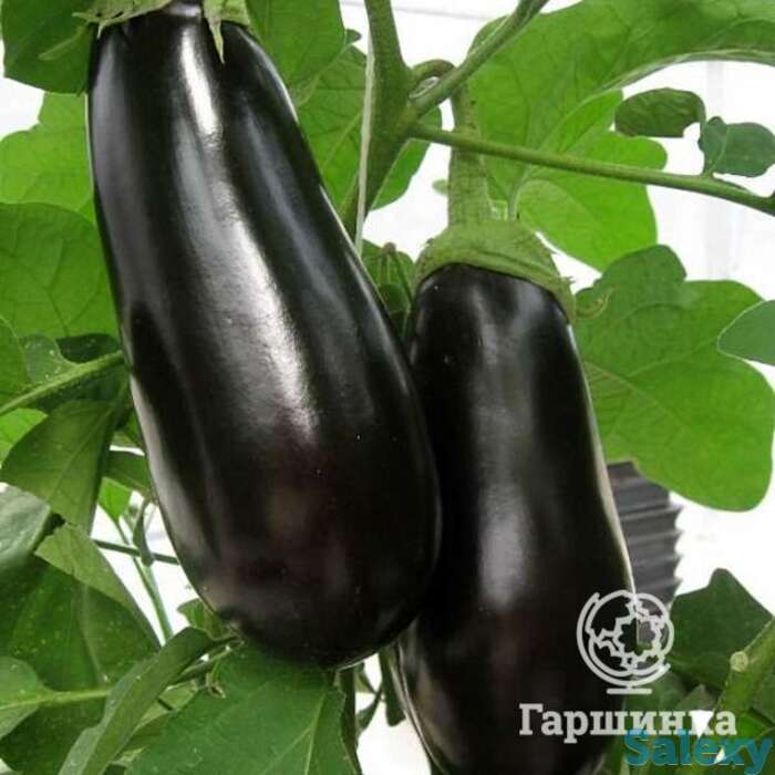 Семена Баклажан Бегемот F1 0.1гр, фотография 1
