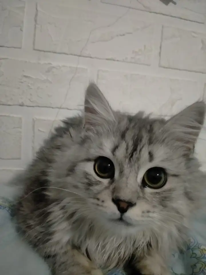 Шотландский прямоухий, фотография 5