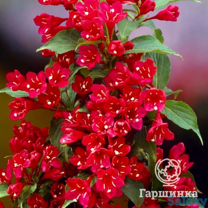 Вейгела ред принц, фотография 1