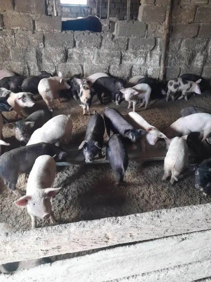 Продам поросят порода Дюрекс-петрен ландрасс, фотография 1