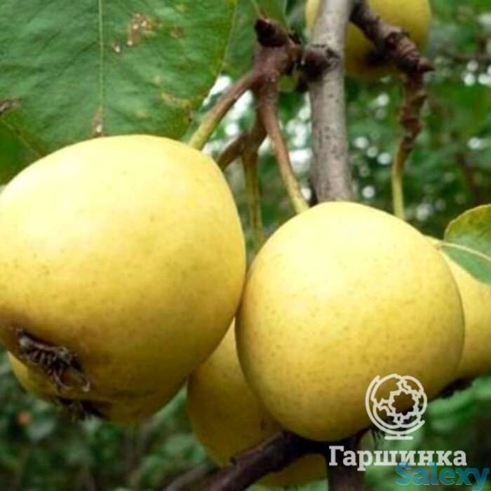 Груша скороспелка из мичуринска, фотография 1