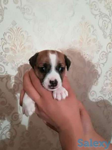 Отличный подарок для любимых-это подрощенный щенок Джек Рассел терьера, фотография 1