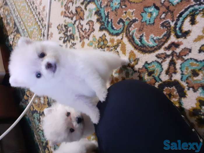 Померанский шпиц, фотография 1