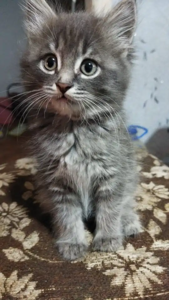 Отдам в добрые руки котенка, фотография 2