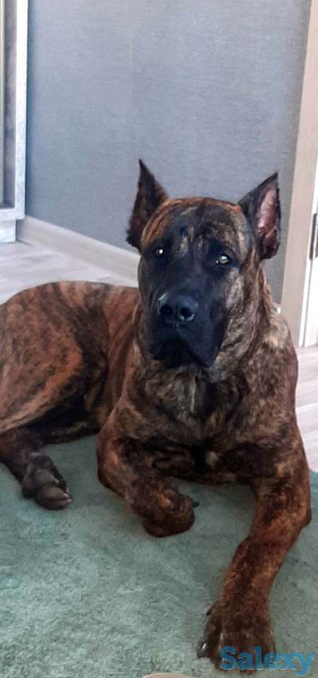 Продам щенков Канарского дога, фотография 2