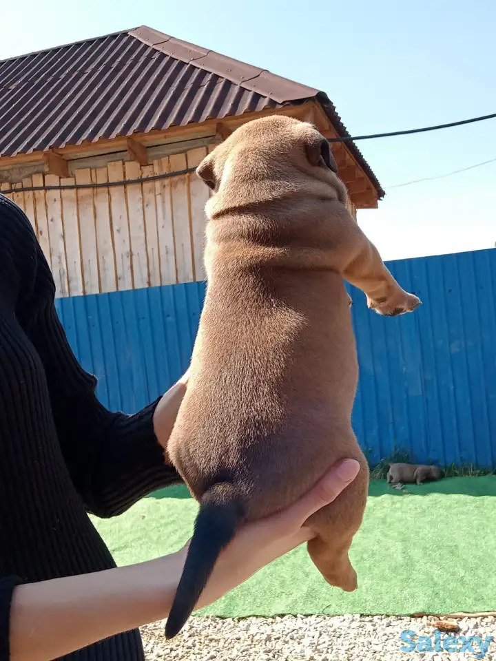 Продам щенков Американского булли Pocket, фотография 9