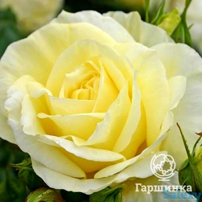 Роза лимона, кордес, фотография 1