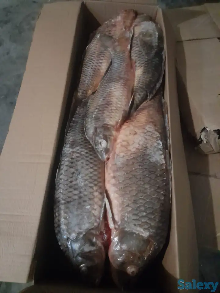 Рыбы речная астраханская в ассортименте, фотография 4