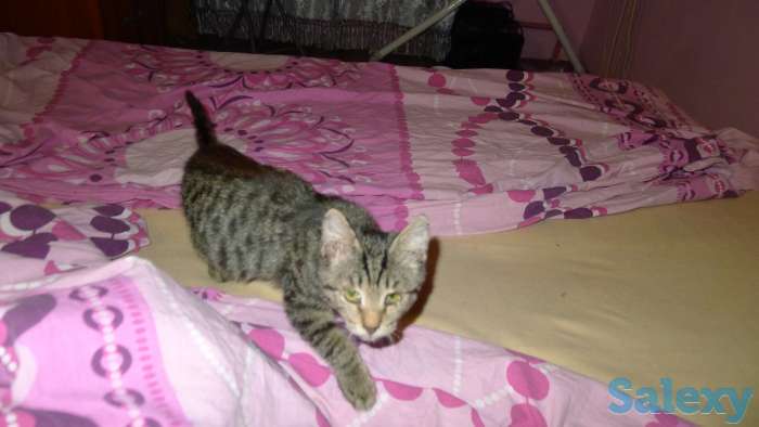 Отдам в добрые руки 2,5 месячного серого тигрового котёнка, девочку., фотография 1