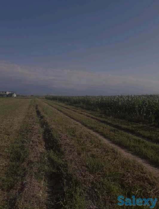 Продам поле 11 га, Алматинская обл, Енбекшиказахский р-он, с Балтабай, фотография 2