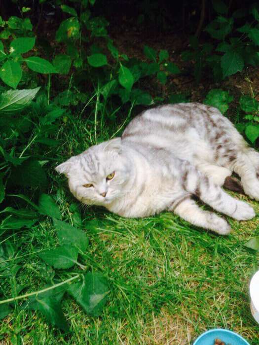 Убийственно красивый британец мраморный окраса, очень хочет обрести семью., фотография 1