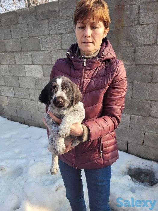 Продам щенков породы драхаар, фотография 2