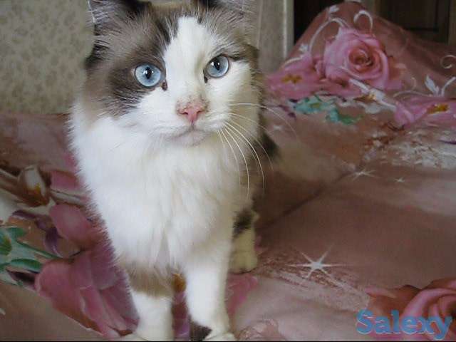 У меня Хозяин умер, фотография 5