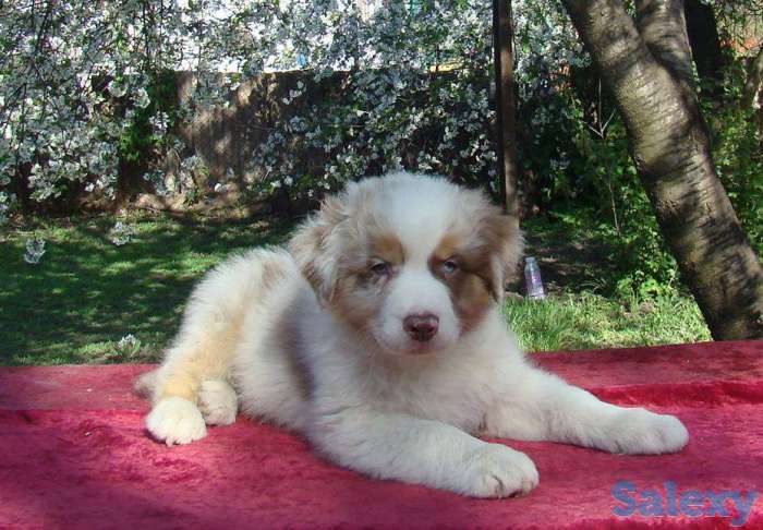 Продаются щенки Австралийской овчарки, фотография 5