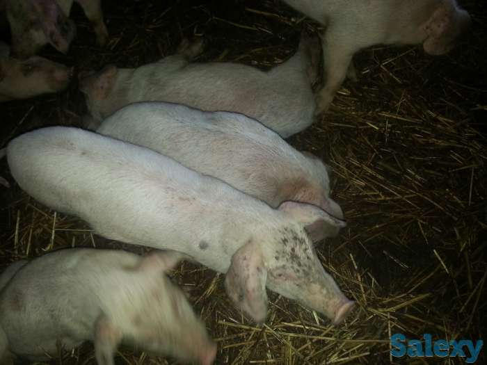 Продаю поросят, фотография 2