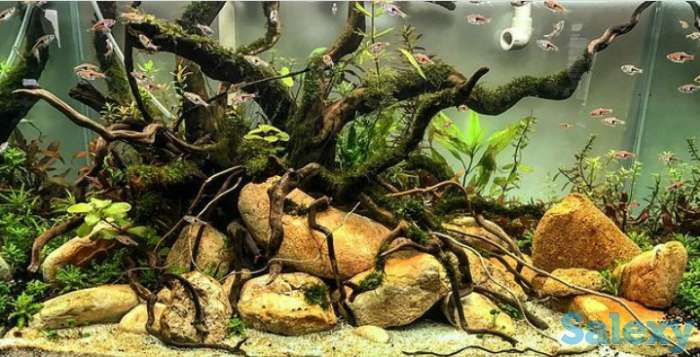 Дизайн аквариума в Алматы, фотография 6