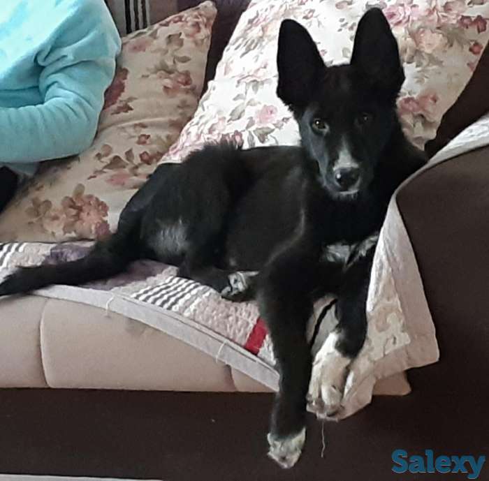 Собачка ищет любящий дом!, фотография 1