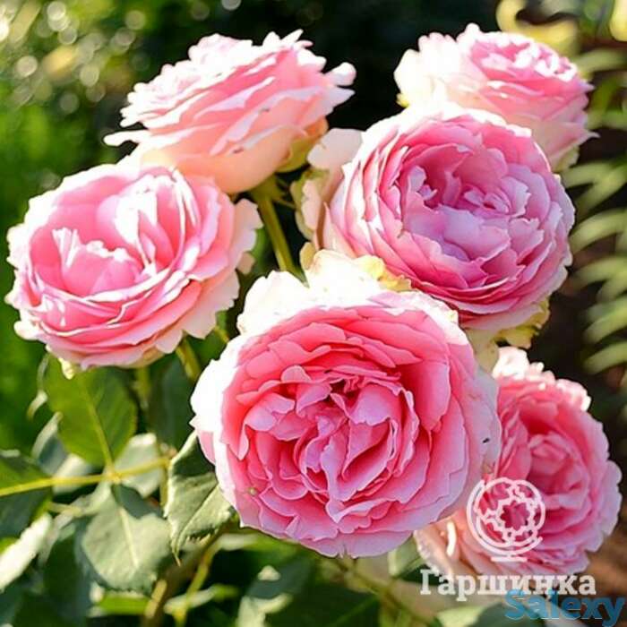 Роза ферст лэди кустарниковая, тантау, фотография 1