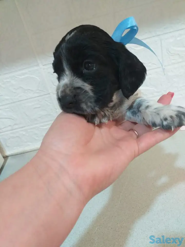 Готовятся к продаже щенки Русского спаниеля, фотография 6