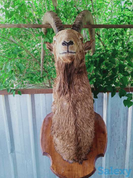 чучело горного козла, фотография 2