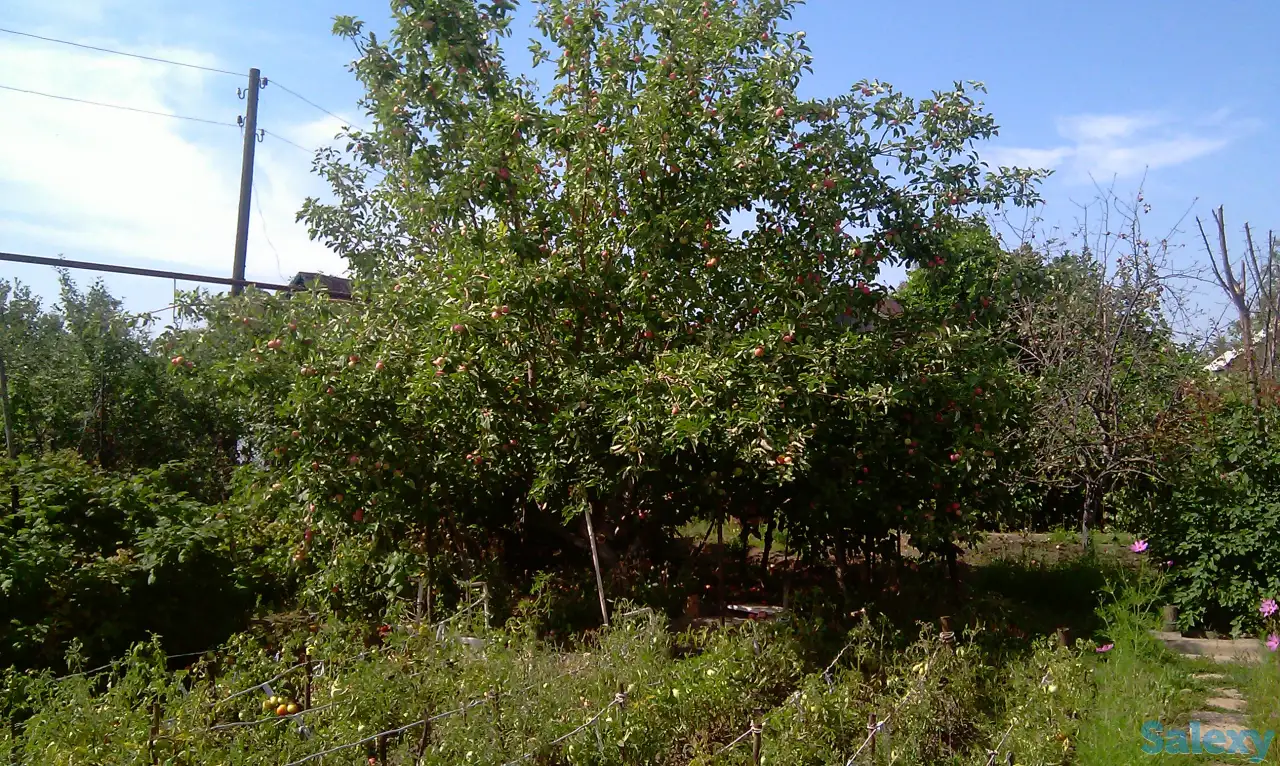 Садовый участок в ПСТ Локомотив в р-н рынка  Золотая чаша, фотография 3