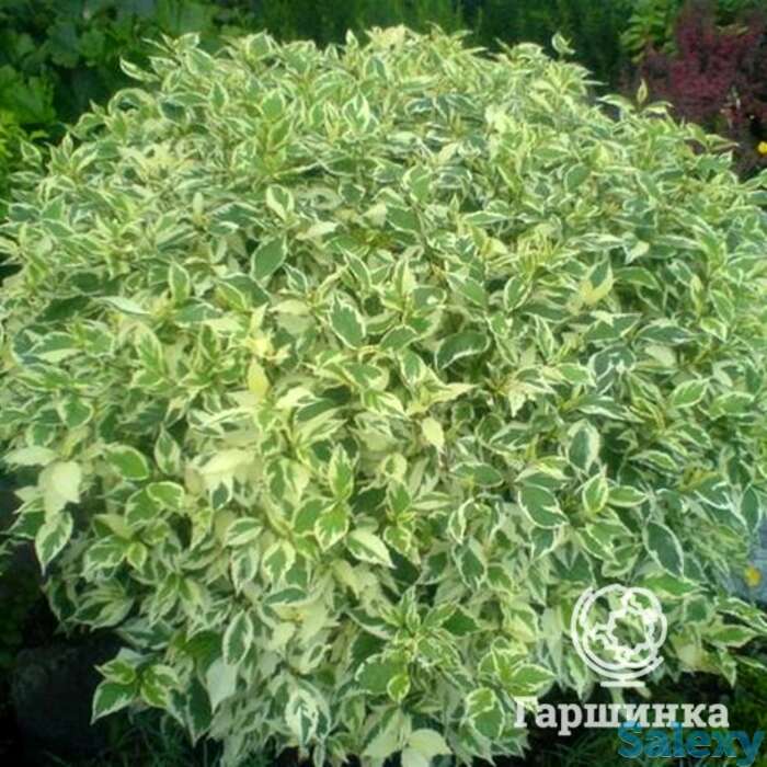 Дерен элегантиссима, фотография 1