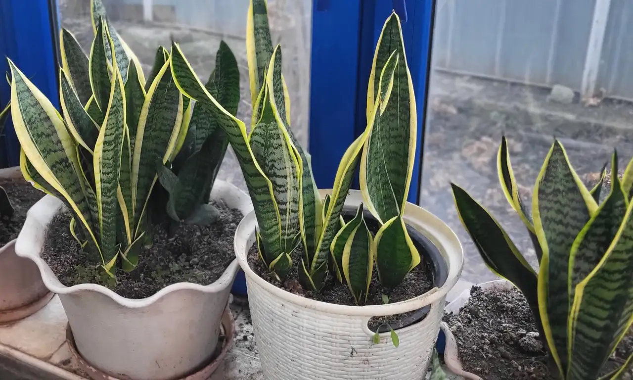 Продам Сансевиерию, фотография 10