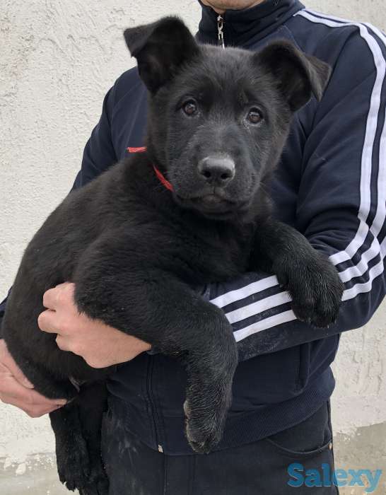 Продаются щенки ВЕО, фотография 4