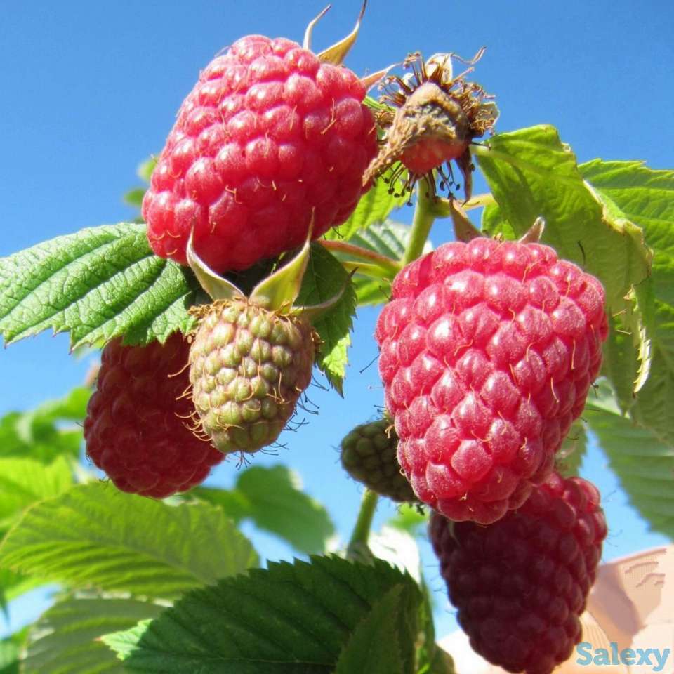 Саженец малины 