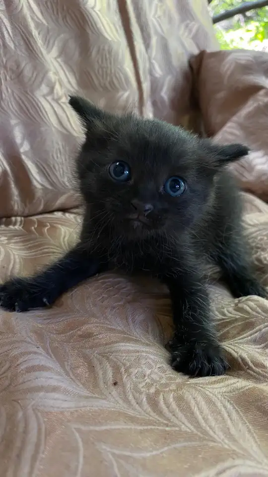 Отдам котят в хорошие руки, фотография 4