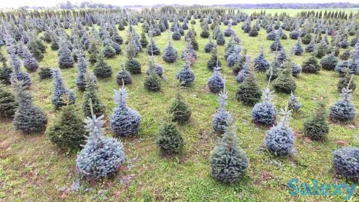 Зеленые елки с питомника, фотография 2