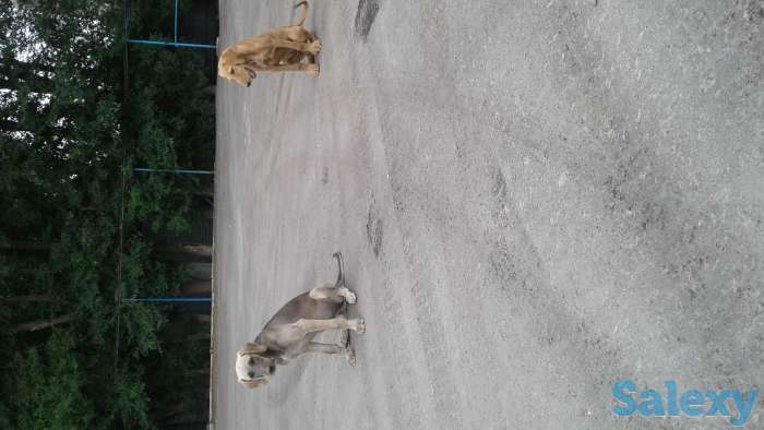 Отдам щенков, фотография 2