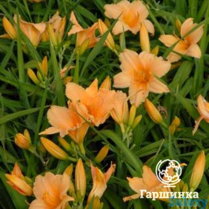 Лилейник Бали Хай, фотография 1