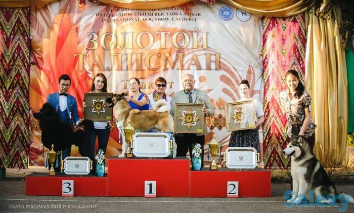 щенки королевского пуделя, фотография 3