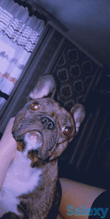 Французский бульдог, фотография 2