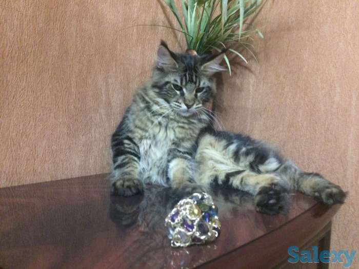 Котята MAINE COON, фотография 2