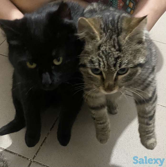 Котята ищут хорошие добрые руки, фотография 1