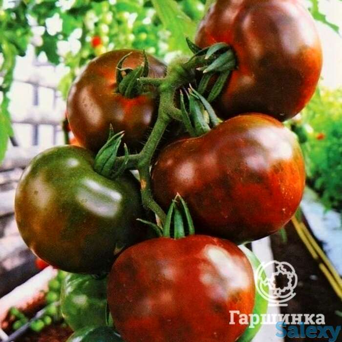Семена Томат Амиго F1 3 шт, фотография 1