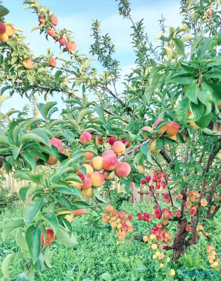 Продам благоустроенную квартиру на земле, фотография 11